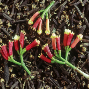 Clove Processing